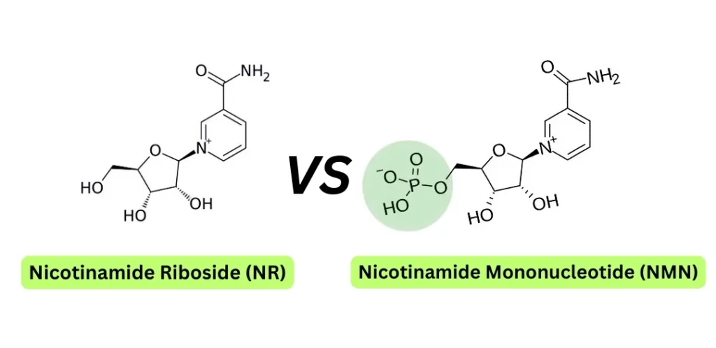 Nr versus NMN in longevitate